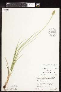 Carex muehlenbergii image