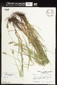 thumbnail image of current specimen