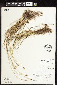Carex muehlenbergii image