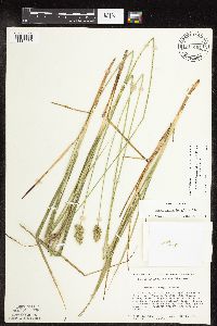 Carex muehlenbergii image