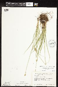 Carex muehlenbergii image
