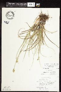 thumbnail image of current specimen
