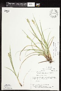 Carex muehlenbergii image