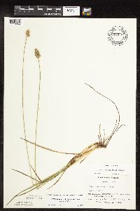 Carex muehlenbergii image