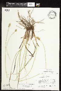 Carex muehlenbergii image