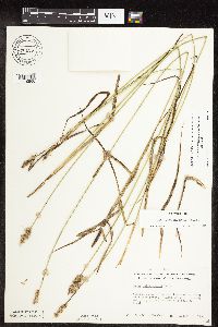 Carex muehlenbergii image