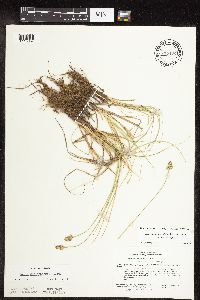 Carex muehlenbergii image