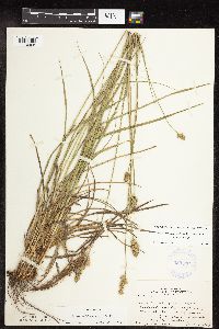 Carex muehlenbergii image