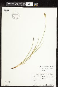 Carex muehlenbergii image