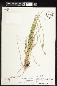 Carex muehlenbergii image