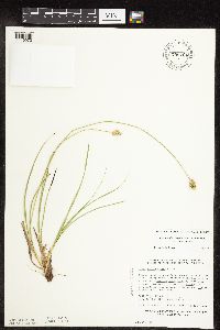 Carex muehlenbergii image