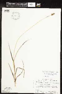 Carex muehlenbergii image