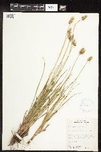 Carex muehlenbergii image
