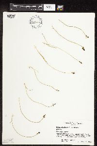 Carex nigricans image