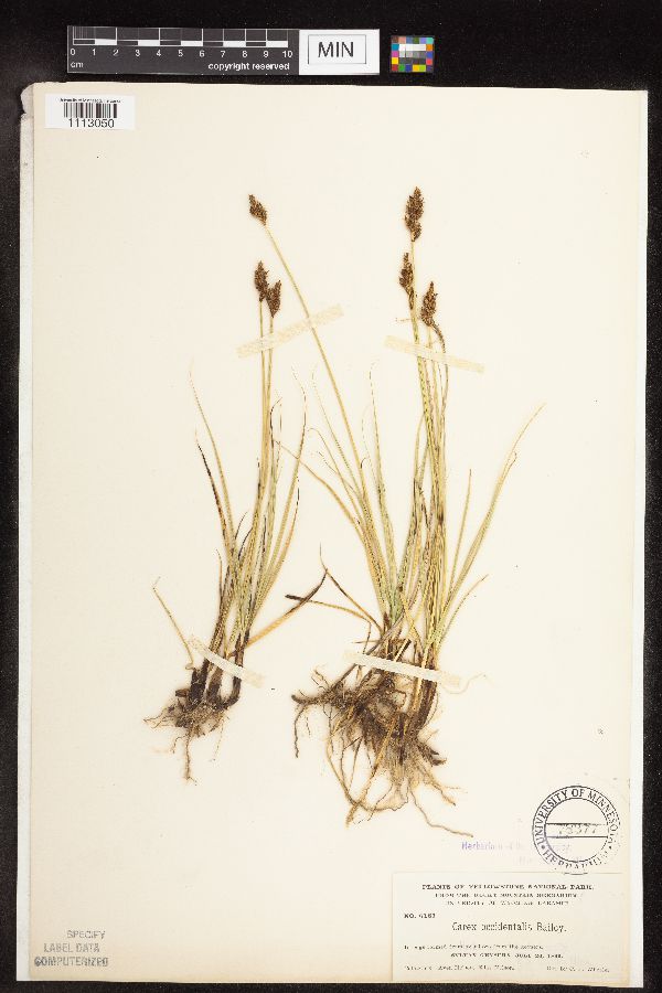 Carex occidentalis image