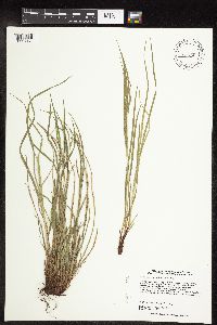 Carex oligocarpa image