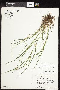 Carex oligocarpa image