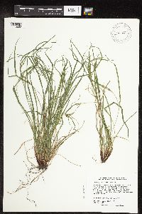 Carex oligocarpa image