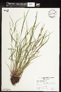 Carex oligocarpa image