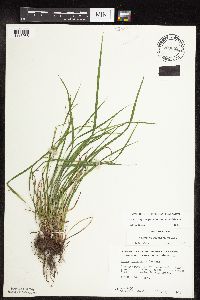 Carex oligocarpa image