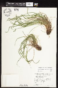 Carex oligocarpa image