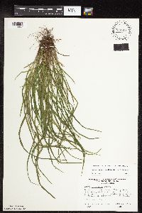 Carex oligocarpa image