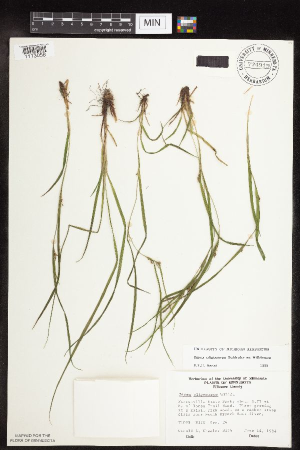 Carex oligocarpa image