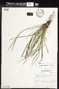 Carex oligocarpa image
