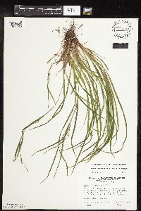 Carex oligocarpa image