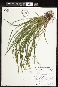 Carex oligocarpa image