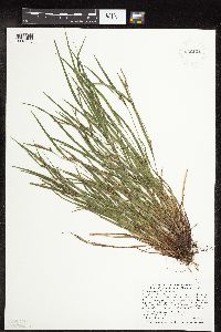 Carex oligocarpa image