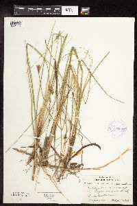 Carex oligosperma image