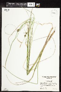 Carex oligosperma image