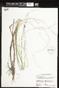 Carex oligosperma image