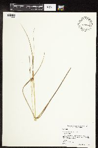 Carex oligosperma image