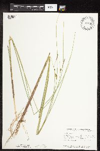 Carex oligosperma image