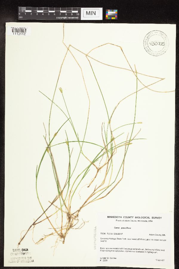 Carex pauciflora image