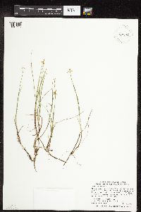 Carex pauciflora image