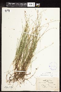 Carex pauciflora image