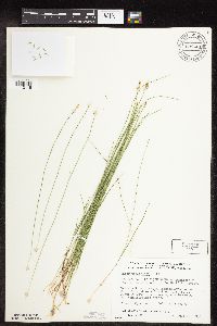 Carex pauciflora image
