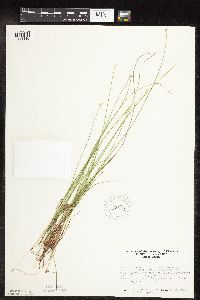 Carex pauciflora image