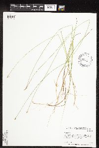 Carex pauciflora image