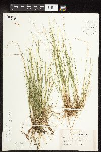 Carex pauciflora image