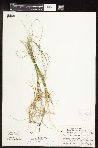 Carex pauciflora image