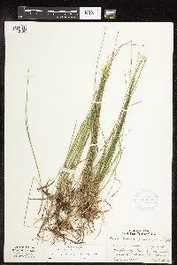 Carex pauciflora image