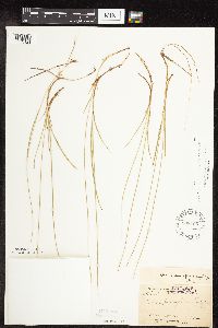 Carex pauciflora image