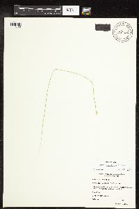 Carex pauciflora image