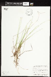 Carex pauciflora image