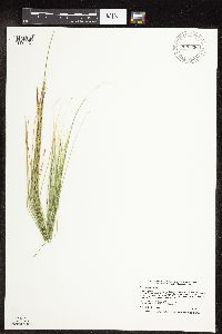 Carex pauciflora image