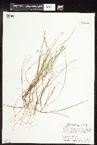 Carex pauciflora image